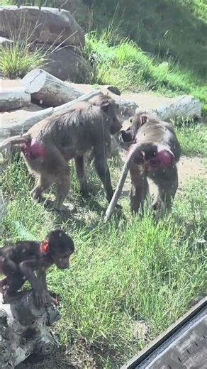 Baby monkey at The San Diego Zoo. (June 2025)