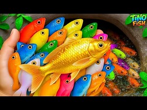 Catch colorful ornamental fish in tiny pond, platy fish, goldfish, betta fish, baby turtle, eel, koi