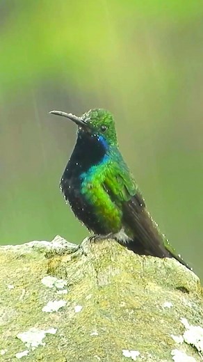 3.5K views · 149 reactions | Black-throated Mango: Jewel of the...