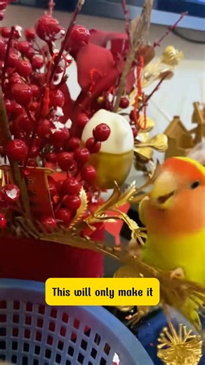 Avian on Instagram: "Actions that make parrots angry with you #parrotlover #parrot #babybird #reelsinstagram #trending #pet #cuteparrot #pettok #parrotlife #bird #parrotsofinstagram"