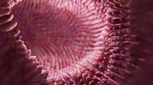 clip-1089595575-intestine-microvilli-close-3d-render-gut-microbiome