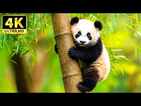 Nature’s Majesty: 4K HDR Forest Wildlife | Immersive Cinematic Soundscape