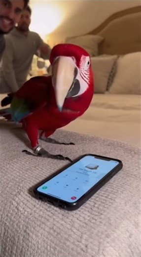 Red Parrot Reveals the Truth! 🦜💔 Phone Drama with Sarah TalkingParrot