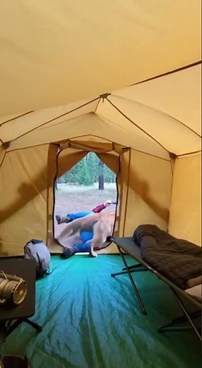 Mountain Lion BURSTS Into Camping Tent 😱 | Terrifying Moment Caught on Camera