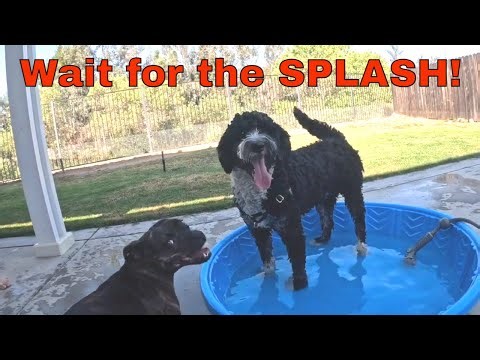 Staffordshire Bull Terrier & Bernadoodle’s First Playdate Turns Into a Pool Party!