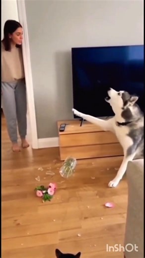 Funny Cat Attacks Dog 😂 Unexpected Animal Fight!#funny #shorts #animals