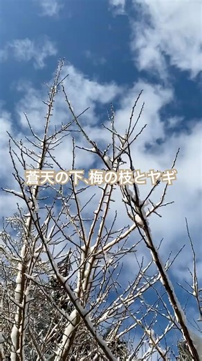 蒼天の下、梅の枝とヤギ