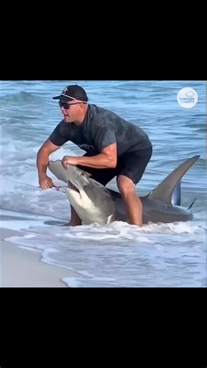 A hammerhead shark was released yesterday on one of the beaches of Panama 🔥 | Classic Cartoons