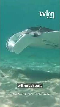 The secret lives of Florida's elusive, giant manta rays | WLRN News Shorts