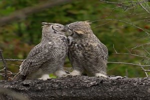 schönes Video 'Eulen-Pärchen' - tausende Videos auf FUNPOT