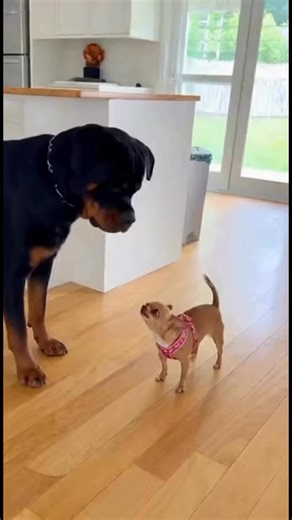 You Won’t Believe What This Parrot Said 🤭 #FunnyParrots | Jeezy