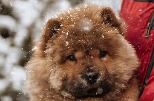 Fluffy Dogs – 30 Hairy Dog Breeds | The Factual Doggo