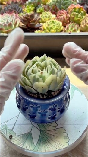 How to Repot Succulents the Right Way! (Step-by-Step) 🪴✨