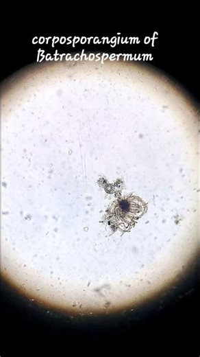 Carposporangium of Batrachospermum | Structure & Function Explained #algae #biology #science #shorts
