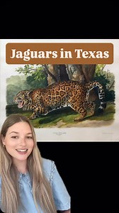 Did you know jaguars were native to Texas? They used to roam around the majority of the state, but especially in South Texas. Even Sam Houston encountered them! The last known sighting was in 1948 in Kingsville. #jaguar #texas #wildlife #texashistory | Forrest From Texas