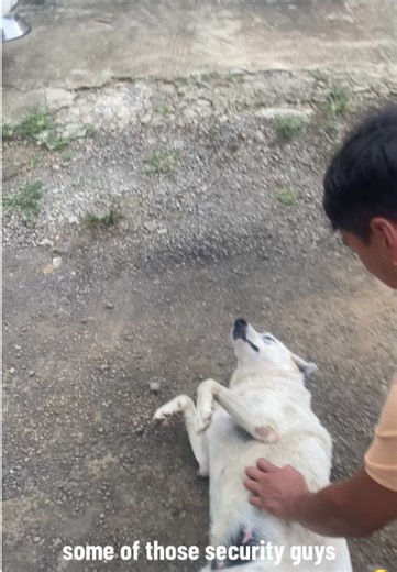 Why Dogs Are the Best House Guards in Mauritius