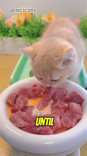Can Cats Eat This? #onengthecat #cat #acicats