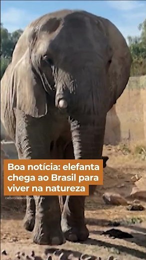 Boa notícia: elefanta chega ao Brasil para viver na natureza #falabrasil #shorts
