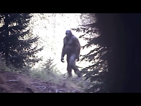 The Clearest Bigfoot Photograph In Existence Better Than The Patty Film
