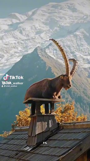 Japanese techniques🇯🇵🤗 | Go To World