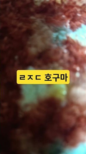 호구마#shorts#