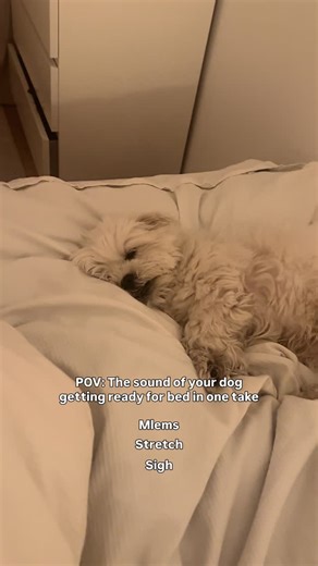 Olli on Instagram: "We know the drill 😂🐶 Cute dog doing mlems, stretching and sighs before bedtime!"