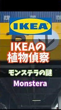 [IKEA Scouting] The Mystery of Monstera #IKEA #Houseplants
