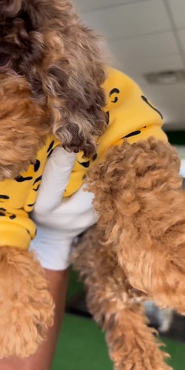 Chocolate Merle Phantom Toy Poodle 🐩 #fancytoypoodles #teacuppoodle #toypoodle #minipoodle #LIVEhighlights #TikTokLIVE #LIVE