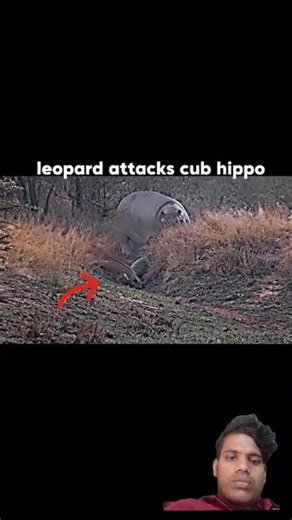 Hippo vs leopard #trending #animals #wildlife#shorts#leopard #hippo #shortvideo