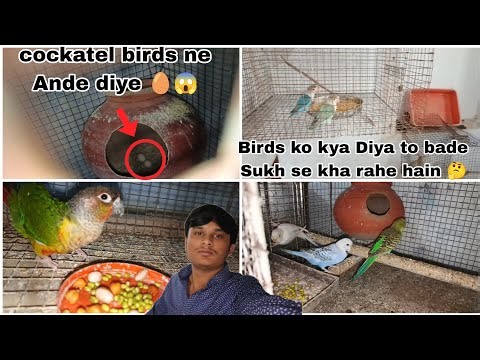 Cockatiel Birds ne Ande diye 🥚😱 Birds ko kya Diya to bade Sukh se kha rahe hain 🤔 ‪@BirdsvlogGjpets‬