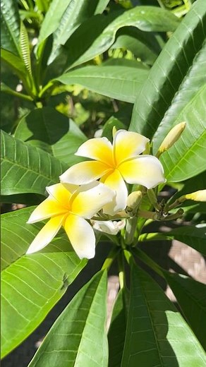 Plumeria Flowers That Smell Like Perfume in the Garden! #plumeria #flowers
