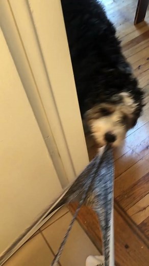 Hilarious Dog Pulls Underwear!!