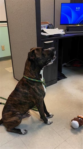 106K views · 5.1K reactions | Can you believe someone tied Dune to a tree and dumped him in a public park before he came to The City of Mobile Animal Services?? This boy is the sweetest thing on earth! He knows commands and is house trained. He is great with people, animals and children! He is only a year old, 60lbs and we will wave his adoption fee for approved applications Adoption application link; https://www.surveymonkey.com/r/COMASAL | Martin Miller | Facebook