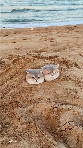 two cute and adorable cats😸🤣