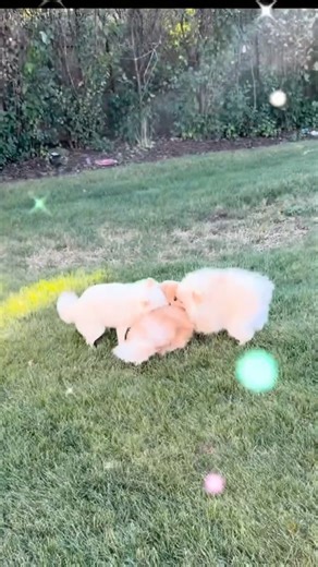 Backyard playtime ft. Lady Gaga 🩷 cute puppy dog 🐶🥰 #cute #puppy #dog #pomeranian #shorts