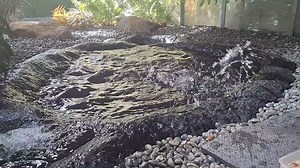 Some of the blue duck / whio juveniles, enjoying water sports - they certainly are fast! | The Isaac Conservation and Wildlife Trust
