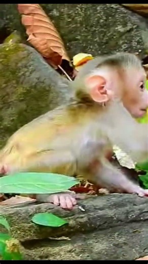 Monkey species: Baby monkeys explore their surroundings and experience their first fall.