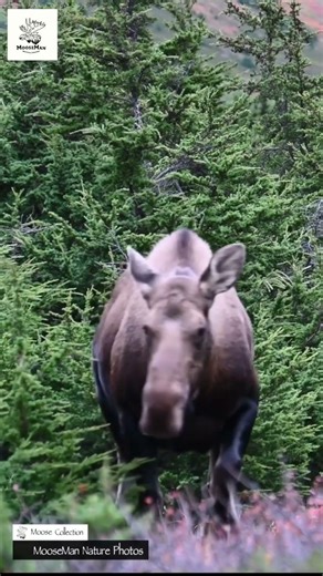 Massive Moose Appears From Dense Forest You Won't Believe Your Eyes! #moose #wildlife #alaska