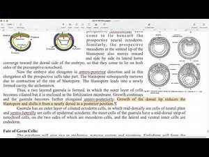 Zoology BSc Yr2 (III) Amphioxus: General Anatomy & Life cycle p17