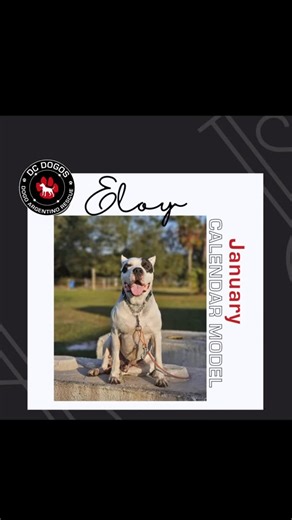 DC Dogos Inc Rescue on Instagram: "🏴‍☠️ Meet Eloy, our January 2️⃣0️⃣2️⃣6️⃣ calendar model 📅 We only have 10 calendars left! Order yours before they’re gone and you have to wait until next year. 👉 Order here: dcdogos.org/calendar Eloy’s journey began in the quiet, rural stretch of Fort Lonesome, Florida, where he was most likely dumped and left to fend for himself. A compassionate local began feeding him while we worked quickly to secure a veterinary appointment. His eyes were painfully shut,