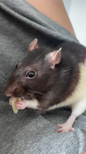 bonita (@bonitaratte)’s videos with Originalton - bonita