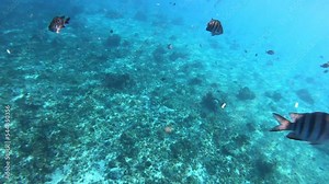 Damselfish and sergeants fishes swimming near a tourists underwater in deep blue ocean video background | Reef fishes swimming with people in open sea