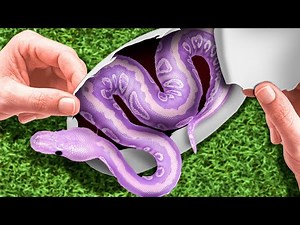 Never Again Will I Hatch Snakes Like These!