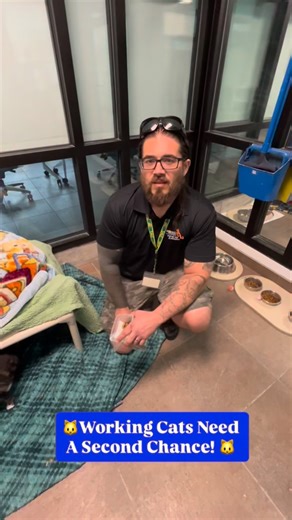 🐱🐾 Some Cats Don’t Belong on Couches — They Belong on a Job Working Cats are independent, spayed/neutered cats who thrive in barns, warehouses, gardens, and large properties, where they help control rodents naturally. They still need food, fresh water, and a safe space—just not a traditional home. By adopting a Working Cat, you’re giving a cat purpose and saving a life, without forcing them to be something they’re not. Give a life a second chance. Adopt a Working Cat. 👉 Find out more at PetAd