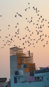 So Beautiful View #thehomesanctuary #pigeon #birds #kabutar #instagramreels #trending #viralreels | The Home Sanctuary