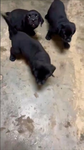 Black Labrador Puppies Playing