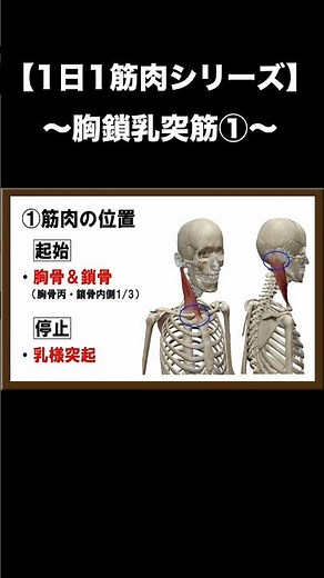 【1日1筋肉シリーズ】胸鎖乳突筋①