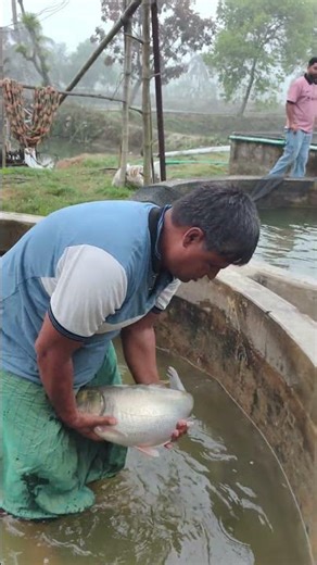 American Silver Carp Fish Breeding System🐟 #shorts