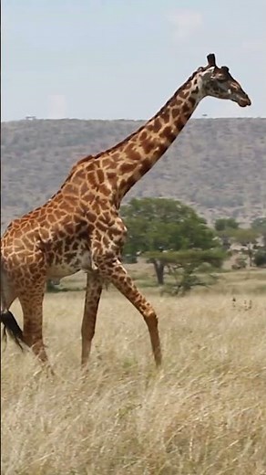 Why Does A Giraffe Have Such A Long Neck? | NATURE Shorts | PBS