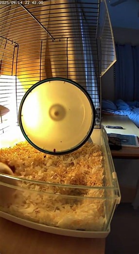 What My Hamster Does When He Thinks Nobody’s Watching… 😳